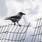 A Gray Crow on a Fence