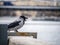 gray crow or hooded crow sitting on the parapet of concrete blocks of the embankment. blur background