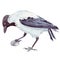 Gray crow realistic watercolor art