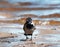 Gray crow on a sandy beach against the backdrop of a lake