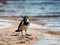 A gray crow on a sandy beach against the sea