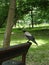 The gray crow sits on a park bench