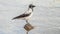 a gray crow sits on a stone in the middle of the river