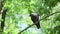 Gray crow sitting on tree on and cleans the wings and feathers close-up