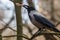 A gray crow stands on a tree branch and holds a large bone in its beak. Wildlife.