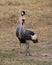 Gray Crowned Crane