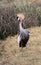 Gray Crowned Crane