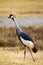 Gray Crowned Crane