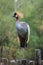 Gray crowned crane