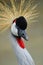 Gray crowned crane