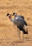 Gray Crowned Crane Couple