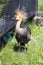 Gray Crowned Crane in an enclosure Zimbabwe National Park