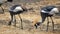 Gray crowned crane flock feeding at ngorongoro