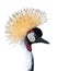 Gray crowned crane isolated on white background