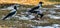 Gray crows with black wings look for food on the ground with yellow leaves and snow, pecking at raw meat.Selective focus