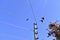 Gray crows sitting on power lines and flying in the direction