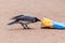 Gray crows take out a bag of garbage in search of food, and pollute the city.