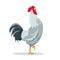 Gray Crying rooster poultry bird icon for farm or village design.