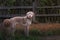 Gray curly haired doodle dog standing in the field