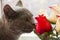 Gray cute cat smelling roses