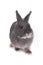 Gray cute rabbit standing on white background.