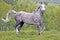 Gray dapple Arabian Horse running in meadow.