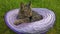 The gray dark cat sleeps in a purple hat on the grass. Mammal to resting and seem to relax.