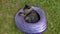 The gray dark cat sleeps in a purple hat on the grass. Mammal to resting and seem to relax.