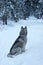Gray dog breed Husky sitting on a footpath in a snowy park in the morning and looking into the distance, visible back and tail