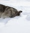 Gray dog Laika sniffs a trail in the fresh snow