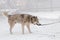 Gray dog pulls the leash with his teeth for a walk