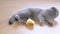 A gray domestic British cat plays with a soft toy fish, he holds it with his paws