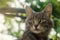 Gray domestic cat with a curious and surprised look on the background of green bokeh. curiosity and uncertainty, excitement