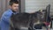A gray domestic cat jumped onto the desktop of a self-employed and working man
