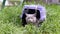 Gray Domestic Cat on a Leash Sits and Hides in a Pet Carrier on Grass Outdoors