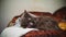 A gray domestic cat lies on a brown sofa.