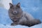 Gray domestic cat on a soft armchair. Cat with a haircut