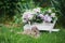 Gray domestic cat and spring lush lilac flowers bouquet in white wooden decorative wheelbarrow in backyard garden