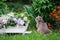 Gray domestic cat and spring lush lilac flowers bouquet in white wooden decorative wheelbarrow in backyard garden