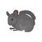 Gray domestic chinchilla. Rodent with soft fur, small ears and long bushy tail. Small mammal animal. Flat vector for