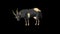 Gray Domestic Goat. Animation with Alpha Channel.
