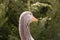 Gray domestic goose in parks in the sun in Ukraine in spring ,bird and nature,farm