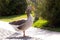 Gray domestic goose in parks in the sun in Ukraine in spring ,bird and nature,farm