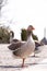 Gray domestic goose in parks in the sun in Ukraine in spring ,bird and nature,farm