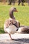 Gray domestic goose in parks in the sun in Ukraine in spring ,bird and nature,farm