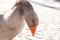 Gray domestic goose in parks in the sun in Ukraine in spring ,bird and nature,farm