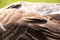 Gray domestic goose in parks in the sun in Ukraine in spring ,bird wing closeup