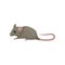 Gray domestic mouse. Small rodent with pointed snout, rounded ears and long pink tail. Flat vector element for poster or