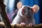 Gray domestic rat on a wooden fence in close-up. Generative AI