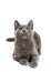 Gray Domestic Shorthair Cat Lying Looking Up